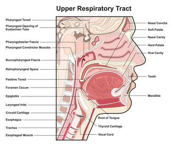 上呼吸道横断面图表图与所有部分有助于医学教育解剖学生理学和保健