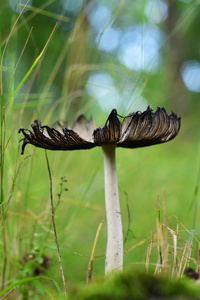 coprinopsis atramentaria 在森林里的蘑菇