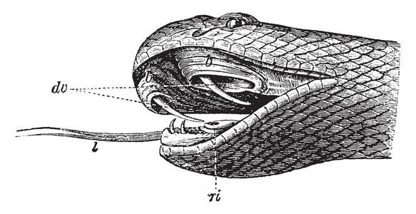 蛇头是淡水 perciform 鱼家庭的成员 Channidae 原产于非洲和亚洲的部分, 复古线图画或雕刻例证