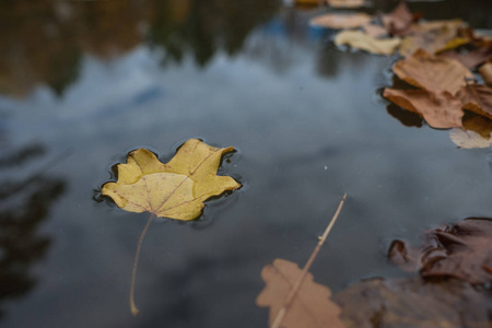 叶子在水中。一只孤独的叶子在湖水中, 在一个神奇的秋天森林里