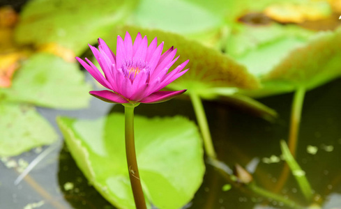 紫色和黄色的莲花与蜜蜂在明媚的日子里在美丽的花园里. 白色和黄色莲花与蜜蜂