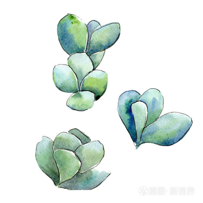 水彩绿色的黄杨树叶.叶植物植物园花叶.独立的插图元素.