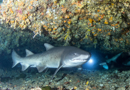 图片显示南非 Sandtiger 鲨鱼
