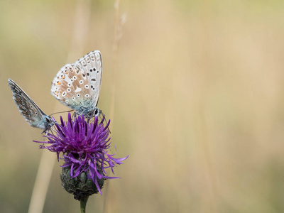 chalkhill 蓝 Polyommatus coridon 蝶坐在盛开的蓟花上