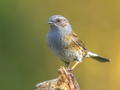 Dunnock 夏枯草 modularis 栖息在绿色生态园林背景下, 看着相机