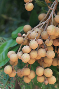 果树上的鲜龙眼, 泰国的热带水果和甜美的味道