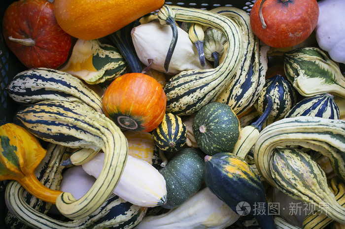 所有的形状和颜色的南瓜