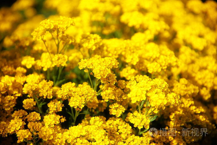 漂亮的黄色园林花卉和模糊背景
