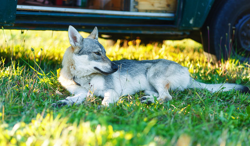 家养狼狗阴影的旅行车车在草地上休息放松。捷克斯拉夫的牧羊人