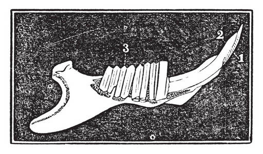 松鼠的下颚, 老式插图