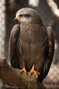 猎鹰鹰或鹰鸟坐在动物园笼子里的树枝上。