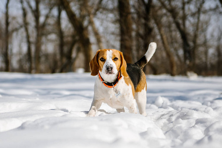 小猎犬在冬日森林里奔跑玩耍, 在一个阳光明媚的寒冷的日子里。遛狗