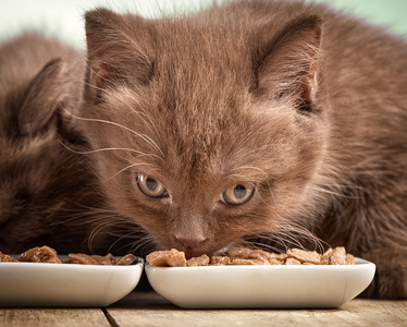 小猫吃猫的食物