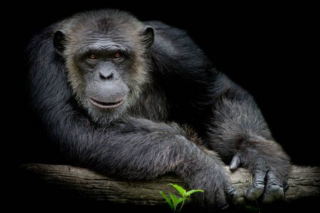 可爱的黑猩猩微笑和捉住大分支和看直接地在他前面在黑背景