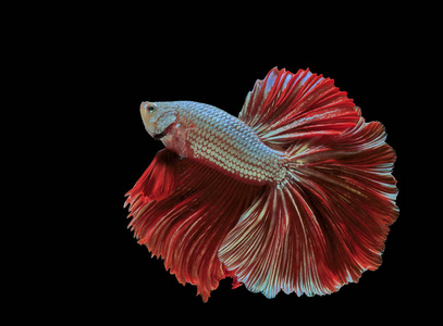 暹罗斗鱼, 红鱼, 黑底 Betta 芨芨草, Betta 鱼, 半月湾 Betta