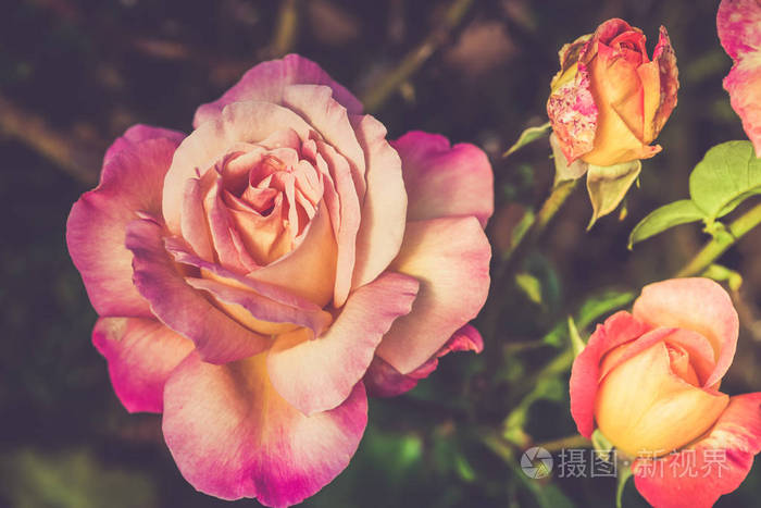 美丽的粉红色花园玫瑰在自然的绿色背景, 色调形象