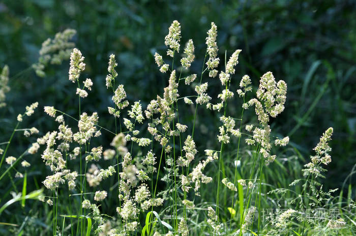 开花总状花序鸭茅一种有价值的牧草育种