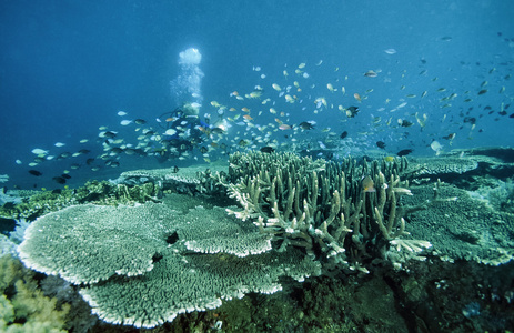 菲律宾，巴里卡萨岛，五颜六色的照片中，珊瑚礁。潜水员和硬珊瑚电影扫描