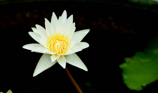 紫色和黄色的莲花与蜜蜂在明媚的日子里在美丽的花园里. 白色和黄色莲花与蜜蜂