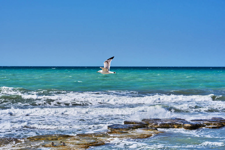 飞海鸥在绿松石的水背景。美丽的海景与嘈杂的泡沫波和岩石海岸。海浪在涨潮的时候。海滨波浪与泡沫。自然背景