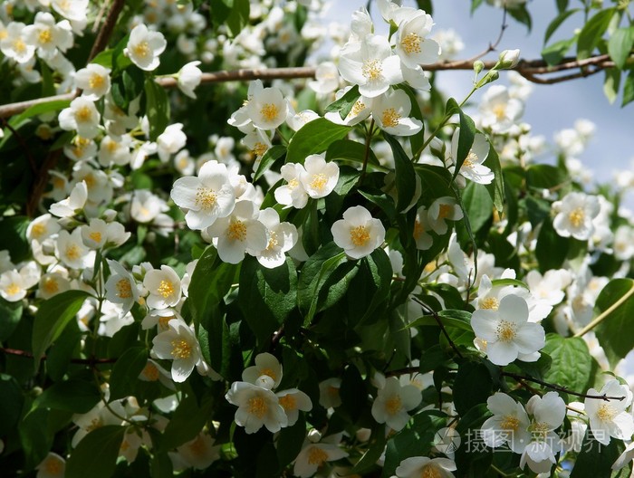 茉莉花灌木的白色, 芳香的花朵