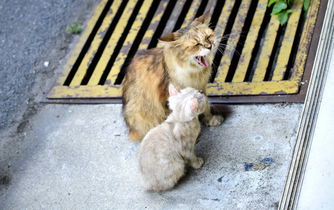 猫们凝视着前方, 疑惑着