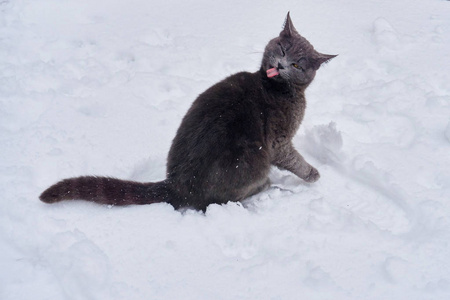 在寒冷的冬日, 一只黑灰色的猫在一栋私人房子的领地上漫步在雪白的白雪上。