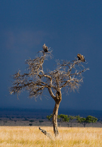 非洲猛禽图片