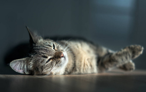 小猫在阳光明媚的房间休息