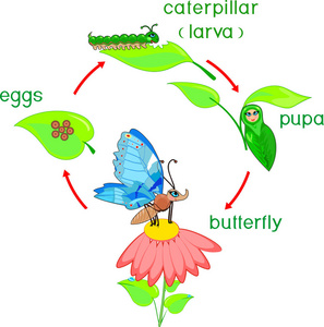 蝴蝶的生命周期图片