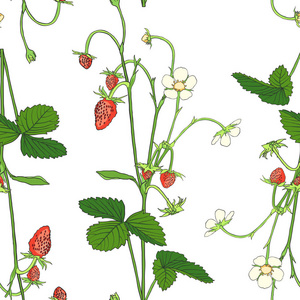 手绘无缝图案与草莓隔离在白色背景。设计元素为茶叶, 天然化妆品, 果汁, 保健品, 织物, 纺织品。矢量插图