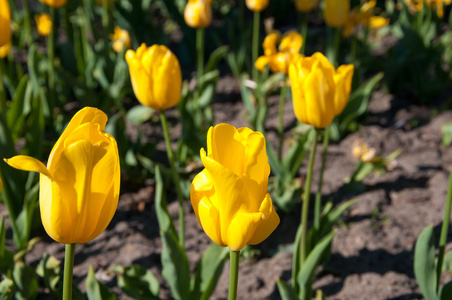 在城市公园中的黄色郁金香