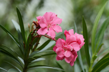 粉红色的花朵名称是夹竹桃 夹竹桃夹竹桃湖 盛开在树上