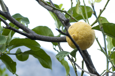 在树枝上的柠檬