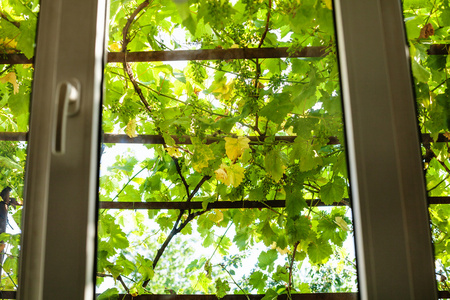 透过家庭窗户看到绿色葡萄园