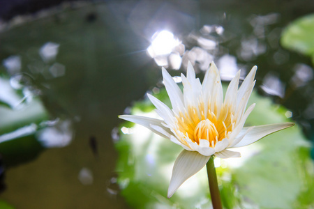 在池塘上白色的睡莲或莲花花开