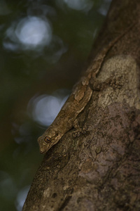 斯里兰卡叶鼻壁虎Hemidactylus depressus, 来自斯里兰卡林地和森林的美丽的褐色壁虎