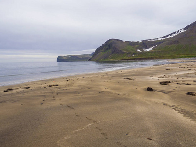 美丽的金黄沙子 bech 与看法在雪盖的峭壁和山, Hloduvik 海湾在 Hornstrandir, 西部峡湾, 冰岛, 绿