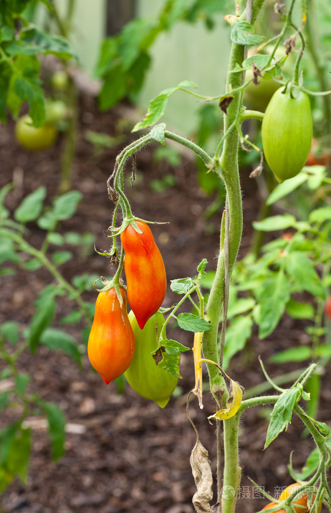西红柿生长在树枝上