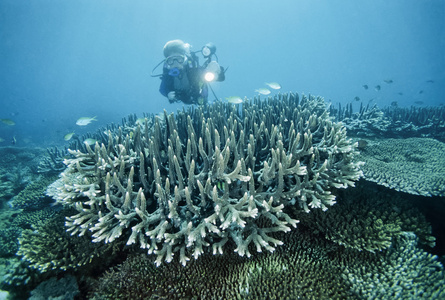 菲律宾，巴里卡萨岛，五颜六色的照片中，珊瑚礁。潜水员和硬珊瑚电影扫描