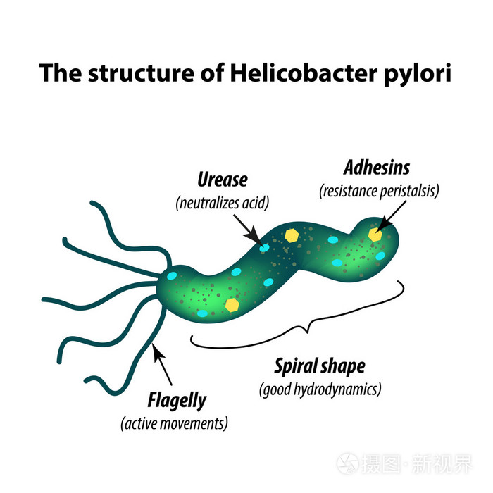 幽门螺杆菌结构模式图图片