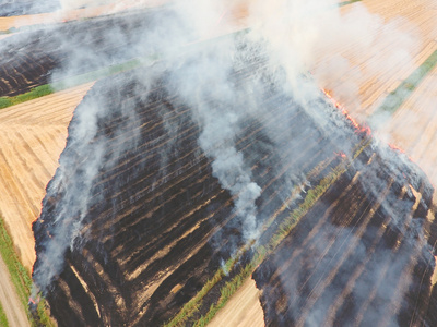 在小麦收获后的字段的焚烧秸秆。烟与大气污染