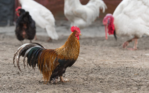 提高翅膀公鸡和鸡照片