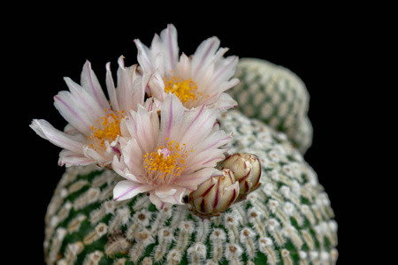 盛开的仙人掌花 Mammillaria 海燕