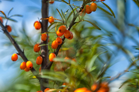 用沙棘和绿叶浆果为橙沙棘浆果特写