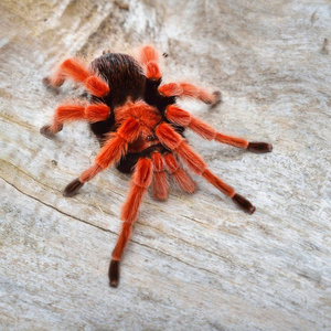 Birdeater 蜘蛛蛛 Brachypelma boehmei 在天然林环境中。明亮的红色五颜六色的巨型蜘蛛