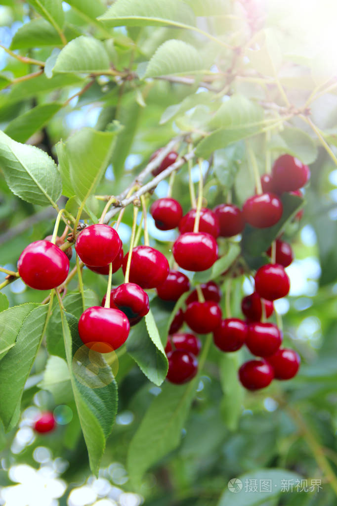 樱桃挂在树枝上.樱桃红色的浆果挂在阳光明媚的树上.