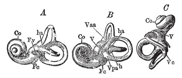 这个插图代表了耳朵的骨迷宫, 复古线画或雕刻插图