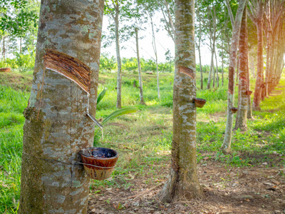 一排橡胶树和碗乳白色乳胶.天然橡胶的来源.橡胶树的攻丝乳胶照片