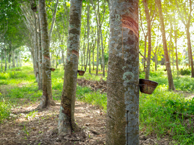 天然乳胶枕图片